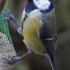 Blue tit