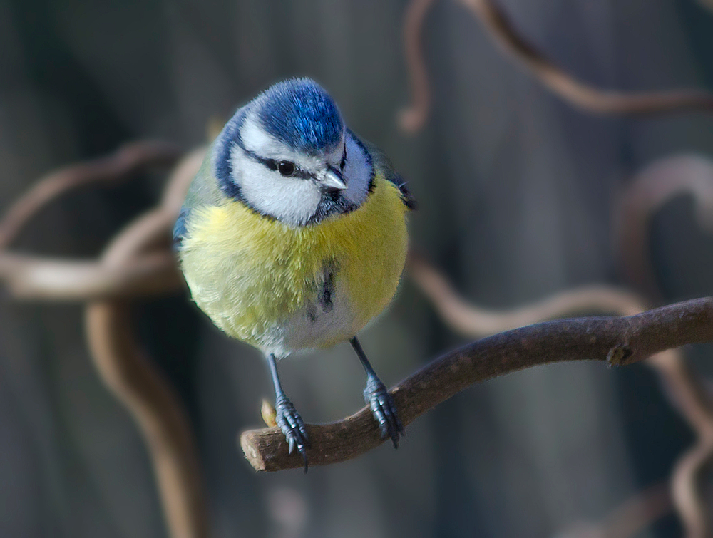 Blue Tit Ball