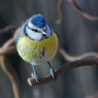 Blue Tit Ball