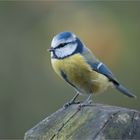 Blue Tit