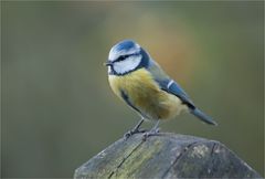 Blue Tit