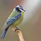 Blue Tit