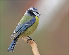 Blue Tit