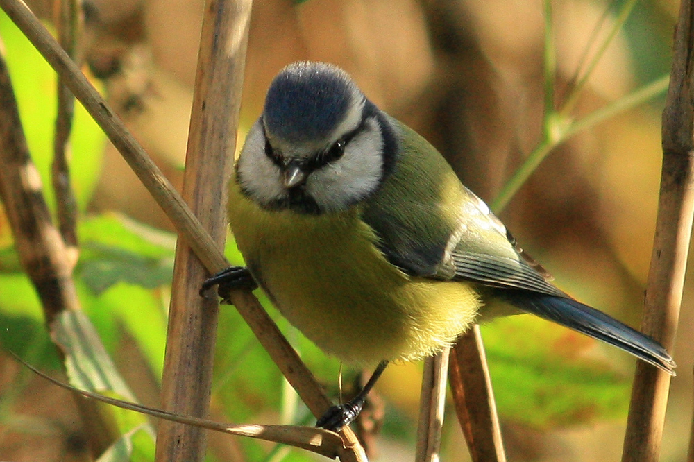 Blue Tit (Cyanistes caeruleus)