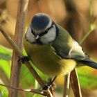 Blue Tit (Cyanistes caeruleus)