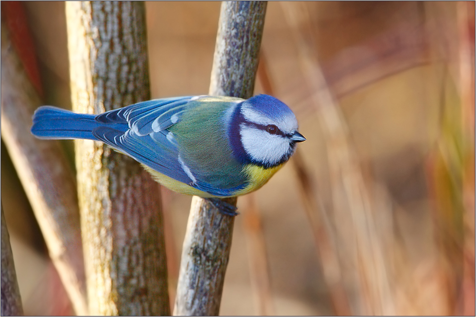 Blue tit