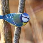 Blue tit