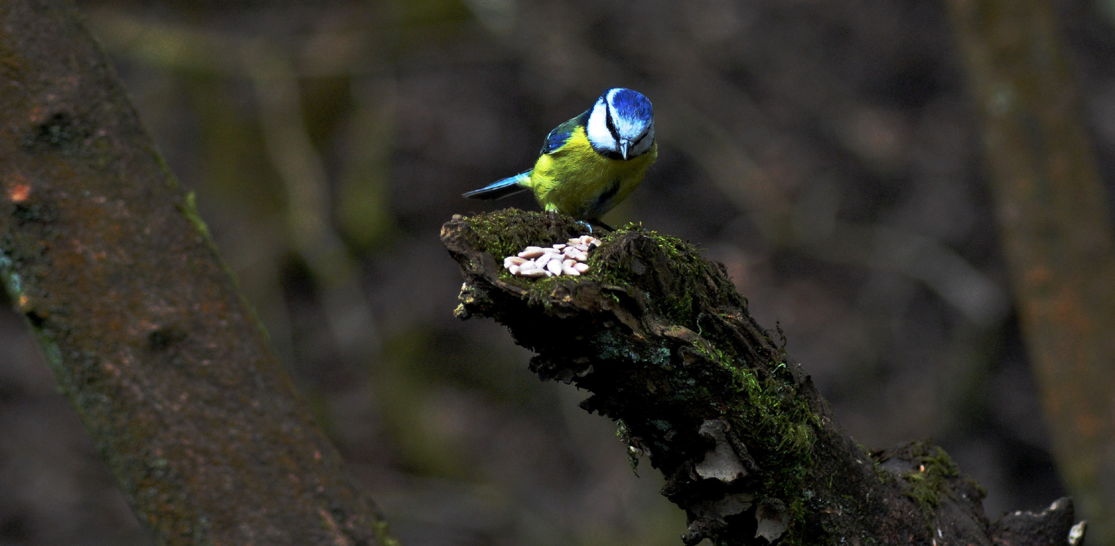 Blue tit