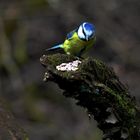 Blue tit