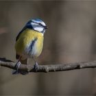 Blue tit