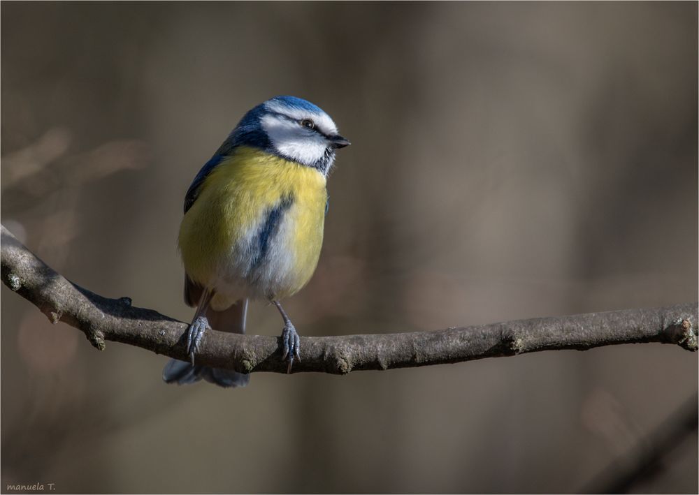 Blue tit