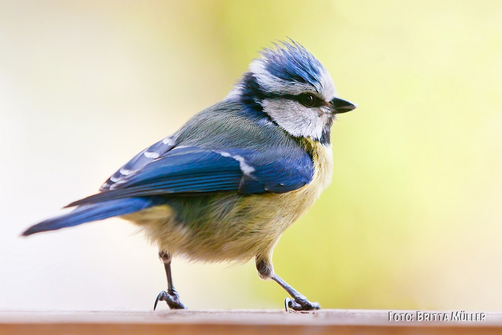 Blue Tit ... die Blaumeise