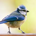 Blue Tit ... die Blaumeise