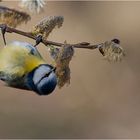 Blue tit doing its exercise