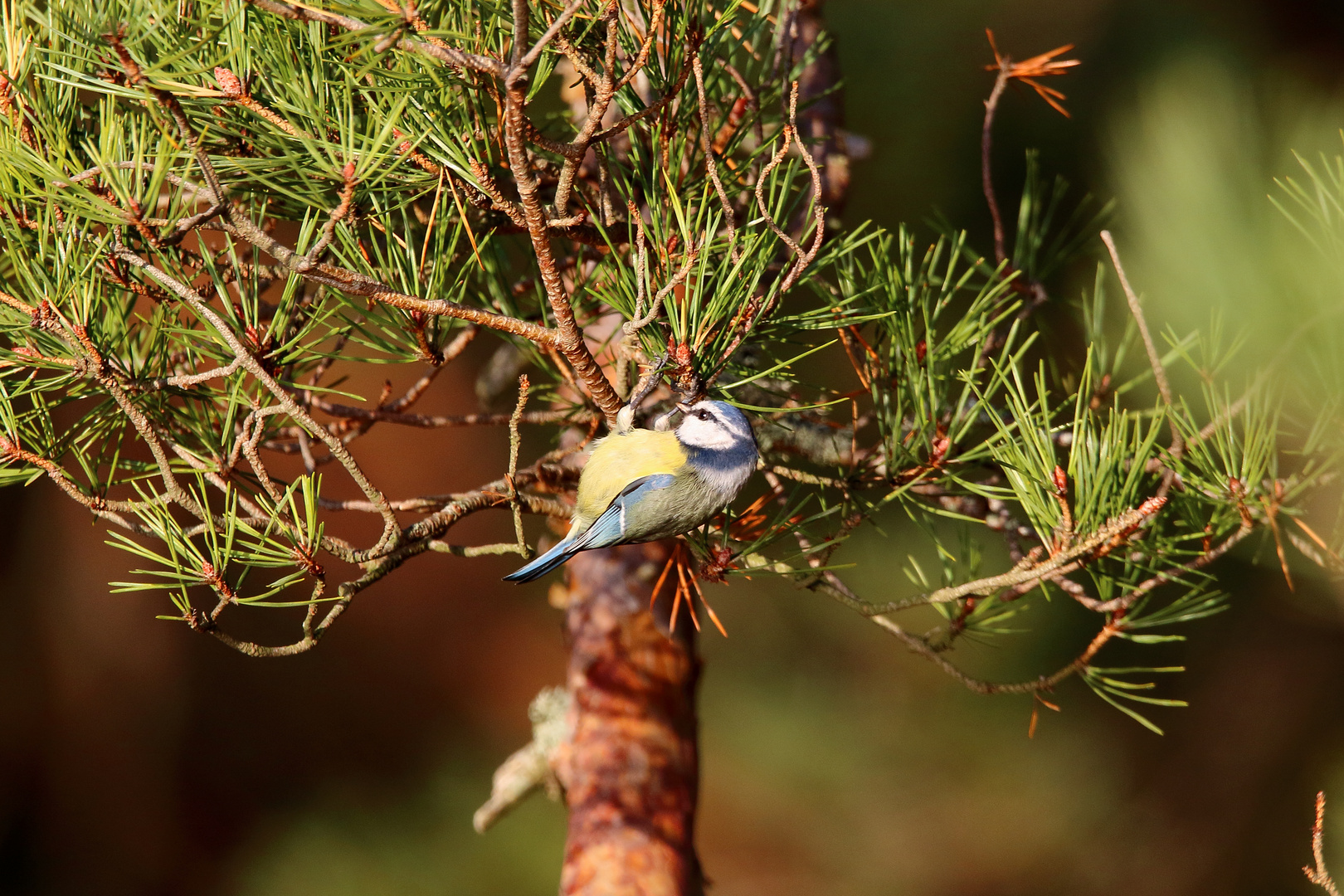 Blue tit