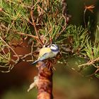 Blue tit