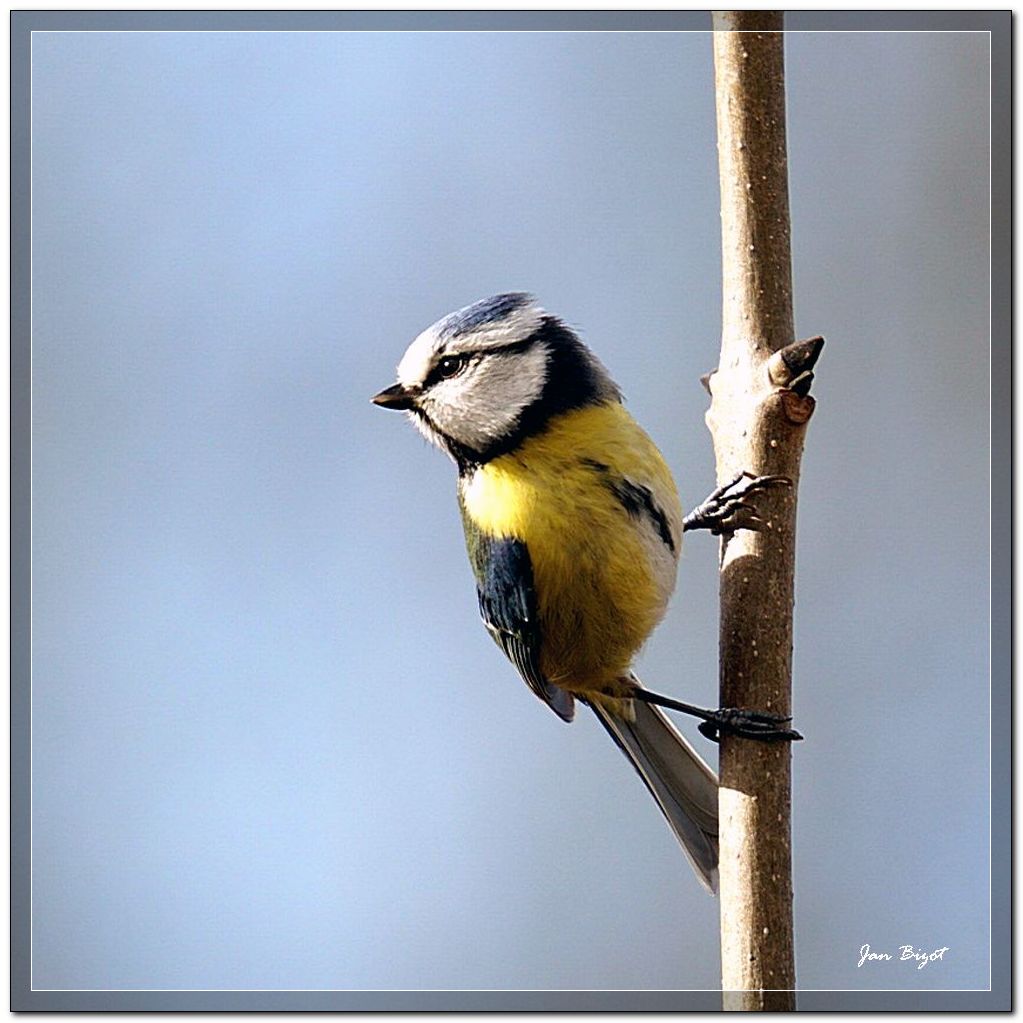 Blue Tit