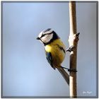 Blue Tit