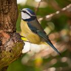 Blue Tit