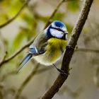 blue tit