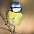 Blue Tit