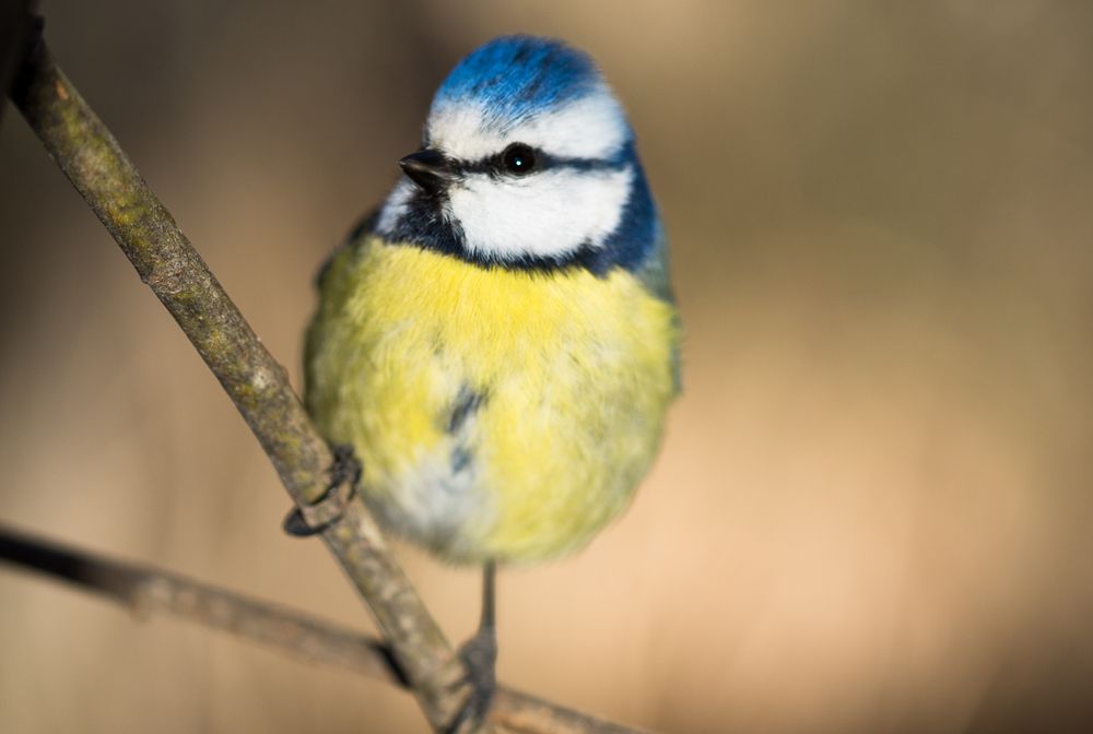 Blue Tit