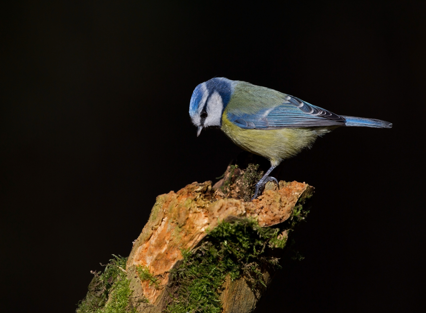 blue tit