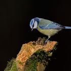 blue tit