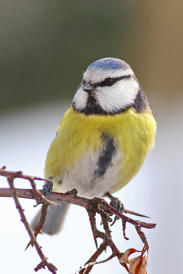 Blue Tit