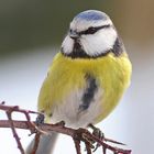 Blue Tit