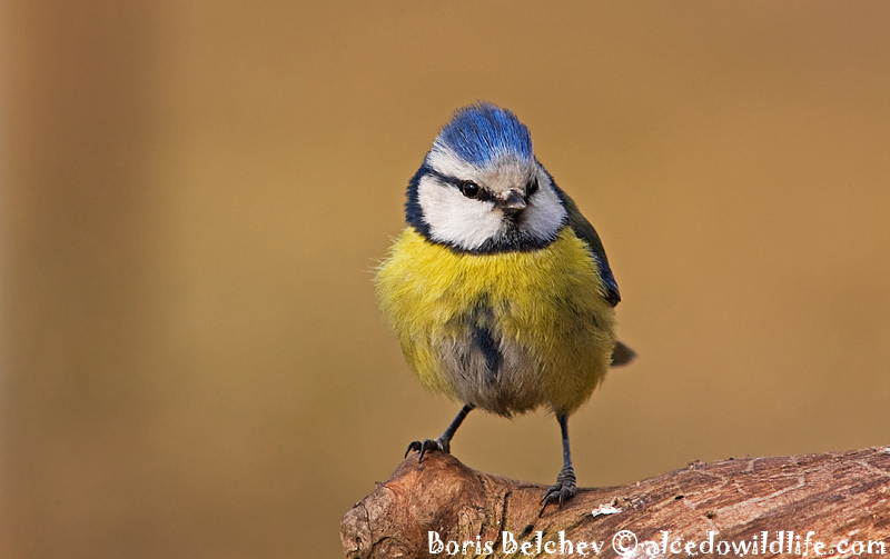 Blue Tit