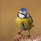 Blue Tit