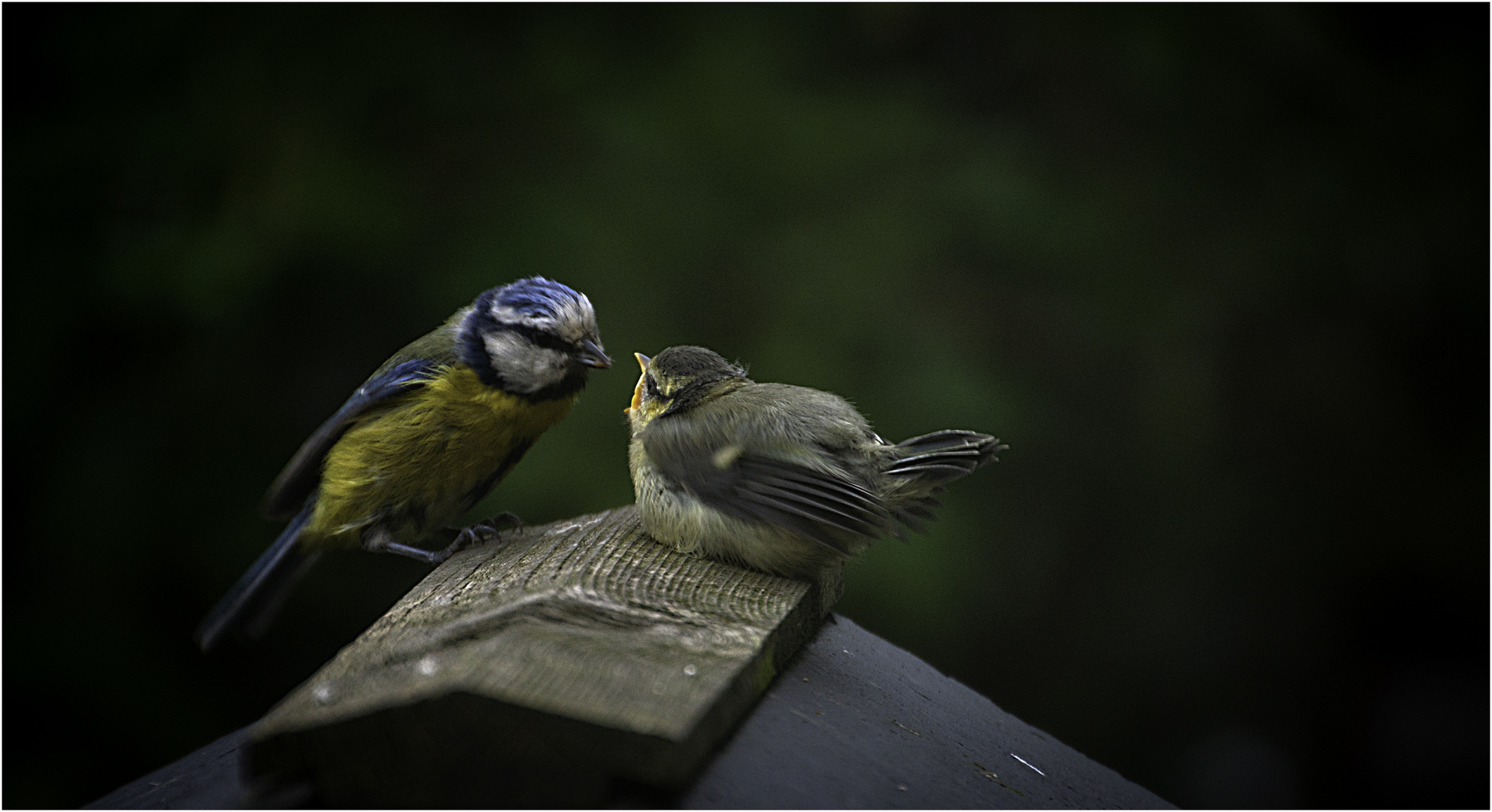 Blue tit feeding time 2025