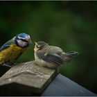 Blue tit feeding time 2025