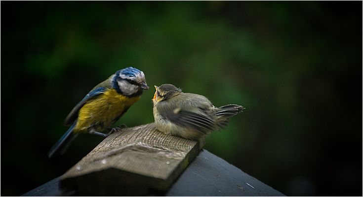 Blue tit feeding time 2025