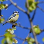 Blue tit in april ..