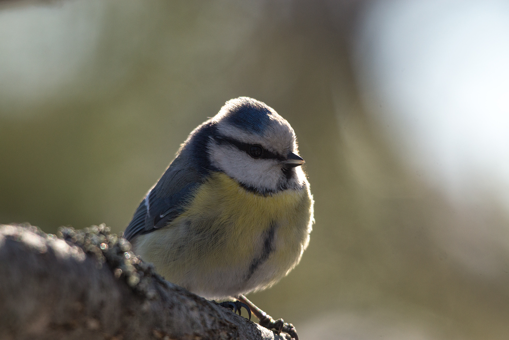 Blue Tit  in morninglight