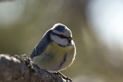 Blue Tit  in morninglight