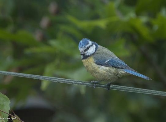 Blue tit on the Line