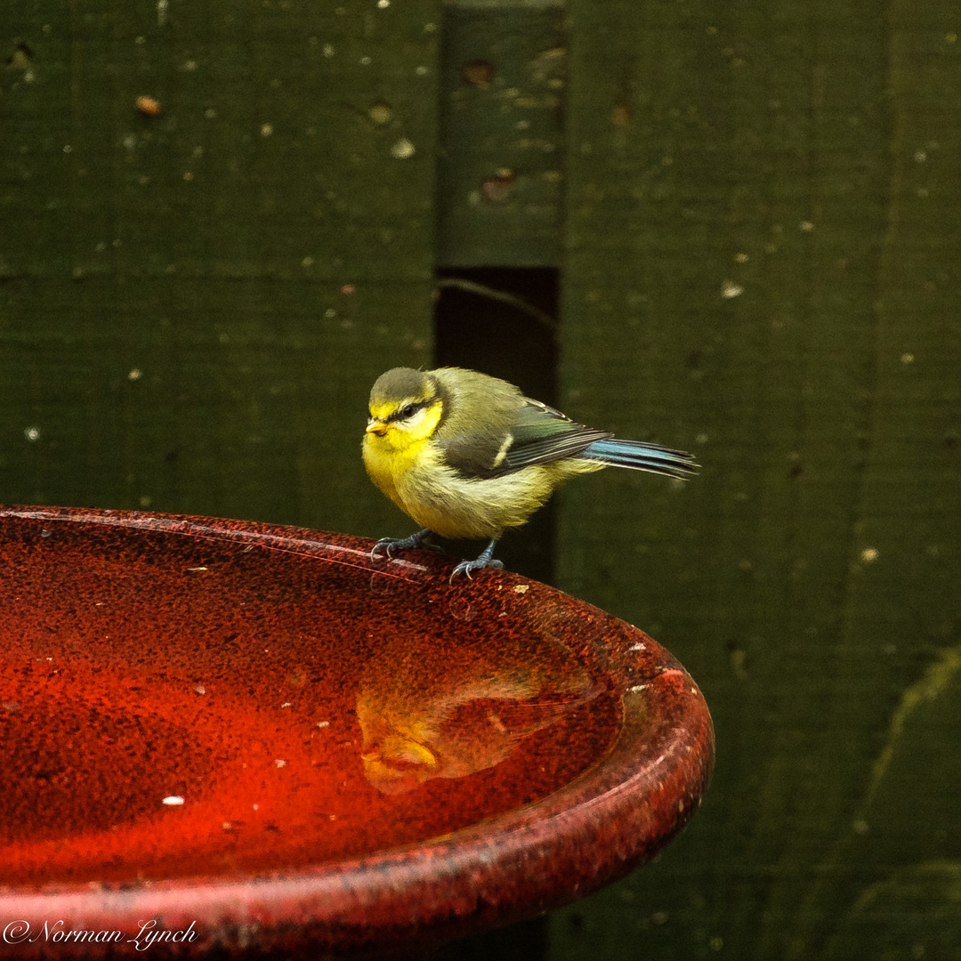 Blue-tit (parus Caeruleus)