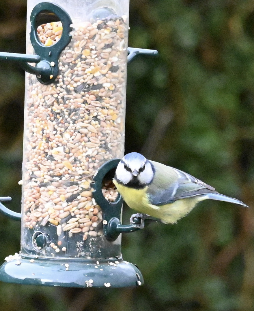 Blue Tit “spotted me” ????