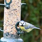 Blue Tit “spotted me” ????