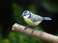 Blue Tit VI von Fons van Swaal