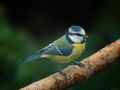 BLUE TIT VII von Fons van Swaal