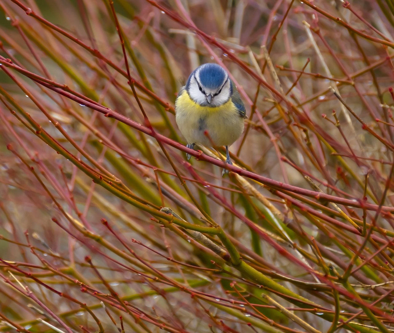 Blue Tit(parus caeruleus) 2024