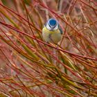 Blue Tit(parus caeruleus) 2024