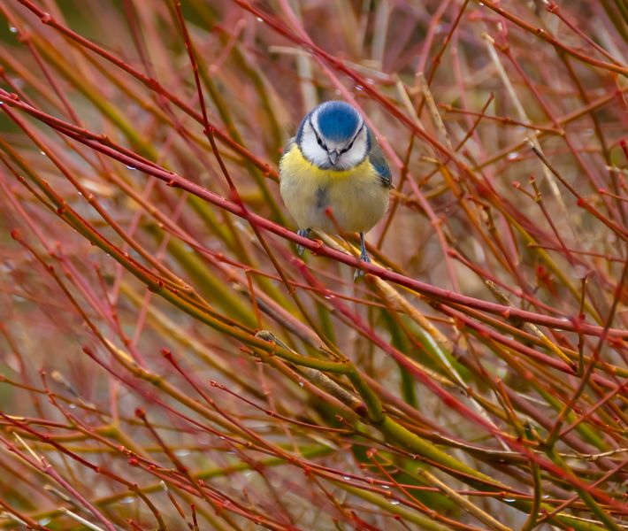 Blue Tit(parus caeruleus) 2024