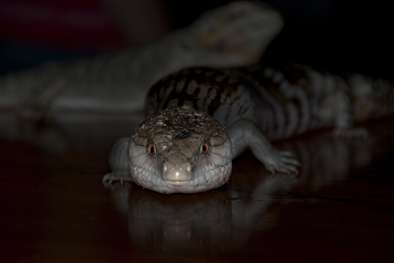 Blue Tongue Dragon