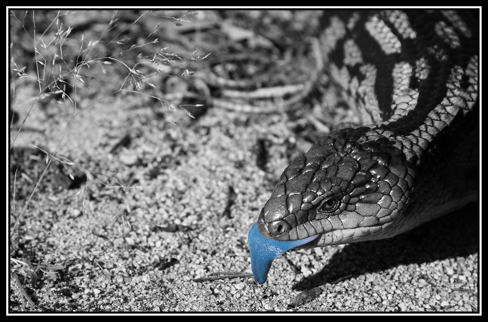 Blue Tongue Lizard