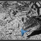 Blue Tongue Lizard